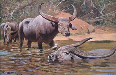Indian Buffalo by Wilhelm Kuhnert