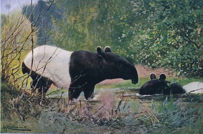 Indian Tapir by Wilhelm Kuhnert