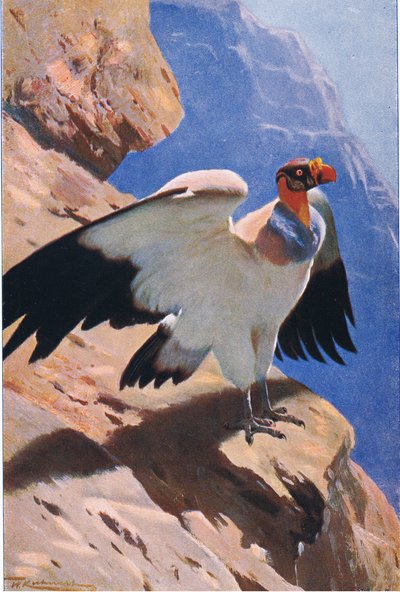 King Vulture by Wilhelm Kuhnert
