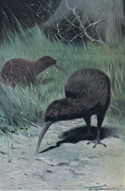 Kiwi, illustration from Wildlife of the World, c.1910 by Wilhelm Kuhnert
