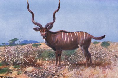 Kudu, illustration from Wildlife of the World, c.1910 by Wilhelm Kuhnert