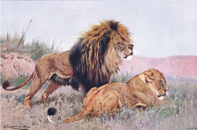 Lion and Lioness, illustration from Wildlife of the World by Wilhelm Kuhnert