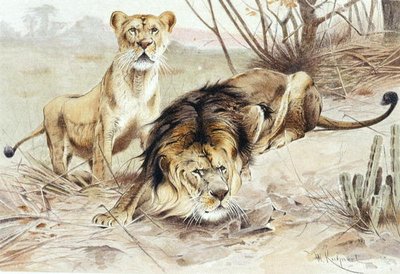 Lion, plate from "Brehms Tierleben: Allgemeine Kunde des Tierreichs", vol.1, p.453, published by Bibliographisches Institut by Wilhelm Kuhnert
