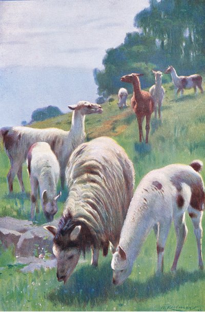 Llama by Wilhelm Kuhnert