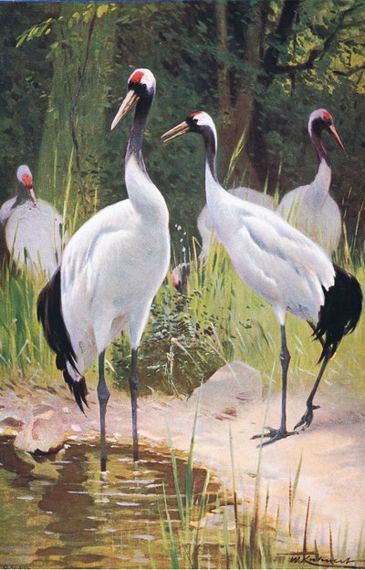 Manchurian Crane by Wilhelm Kuhnert