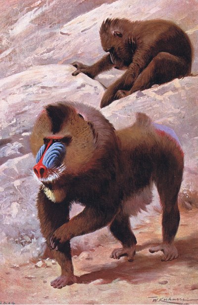 Mandrill, illustration from Wildlife of the World by Wilhelm Kuhnert