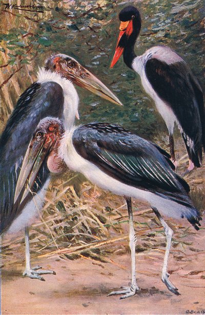 Marabou and Jabiru, illustration from Wildlife of the World, c.1910 by Wilhelm Kuhnert