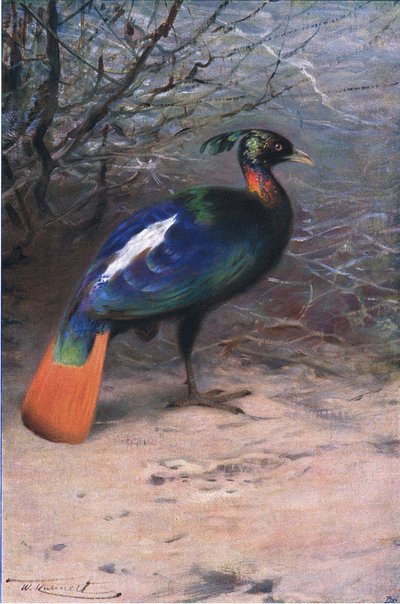Monal by Wilhelm Kuhnert