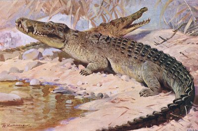 Nile Crocodile, illustration from Wildlife of the World by Wilhelm Kuhnert
