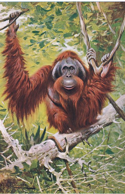 Orangutan by Wilhelm Kuhnert