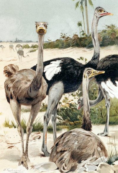 Ostrich, plate from 