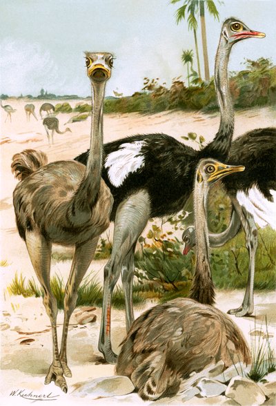 Ostriches by Wilhelm Kuhnert