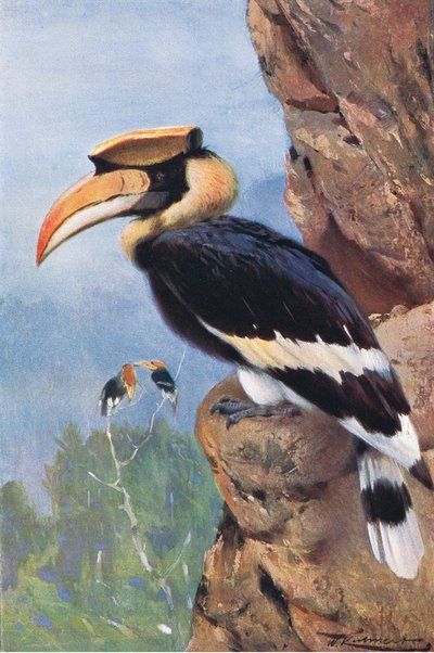 Pied Hornbill by Wilhelm Kuhnert