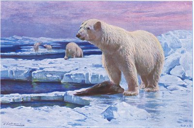 Polar Bear by Wilhelm Kuhnert