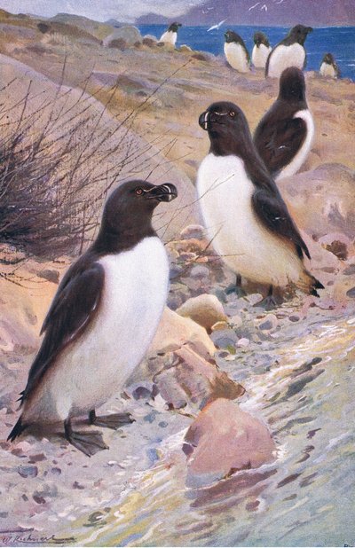 Razorbill by Wilhelm Kuhnert