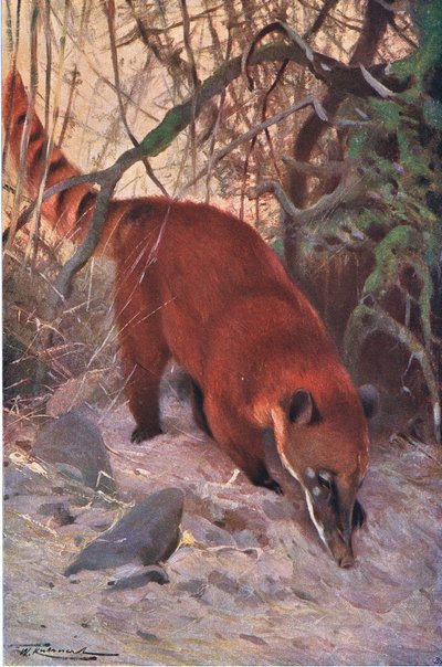 Red Coati by Wilhelm Kuhnert