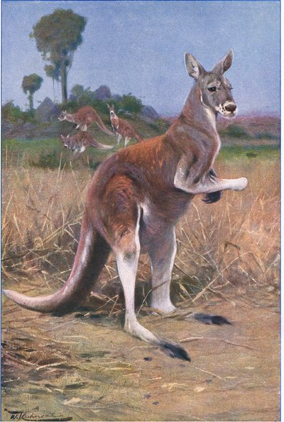 Red Kangaroo, illustration from Wildlife of the World, c.1910 by Wilhelm Kuhnert