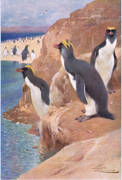 Rock Penguin, illustration from Wildlife of the World, c.1910 by Wilhelm Kuhnert