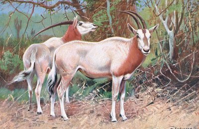 Sable Antelope, illustration from Wildlife of the World by Wilhelm Kuhnert