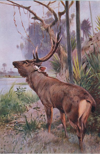 Sambar by Wilhelm Kuhnert
