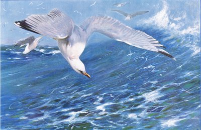 Silver Gull by Wilhelm Kuhnert