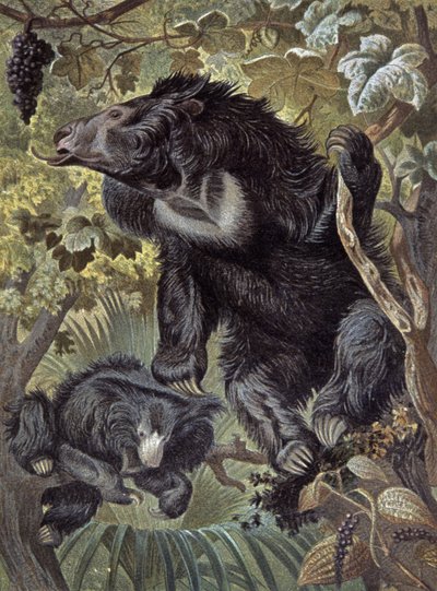Sloth Bear by Wilhelm Kuhnert
