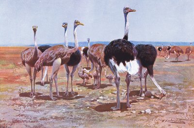 Somali Ostrich, illustration from Wildlife of the World by Wilhelm Kuhnert