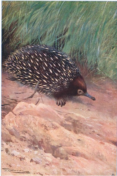 Spiny Ant-Eater, illustration from Wildlife of the World, c.1910 by Wilhelm Kuhnert