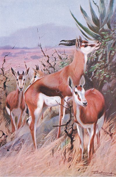 Springbok, illustration from Wildlife of the World, c.1910 by Wilhelm Kuhnert