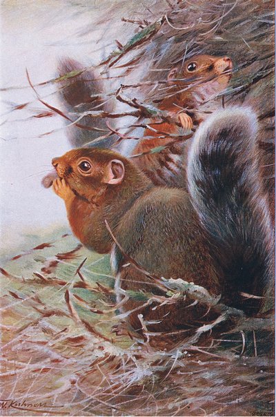 St. Paul Squirrel, illustration from Wildlife of the World, c.1910 by Wilhelm Kuhnert