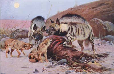 Striped Hyena and Jackal by Wilhelm Kuhnert