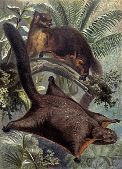 Taguans, flying squirrel by Wilhelm Kuhnert