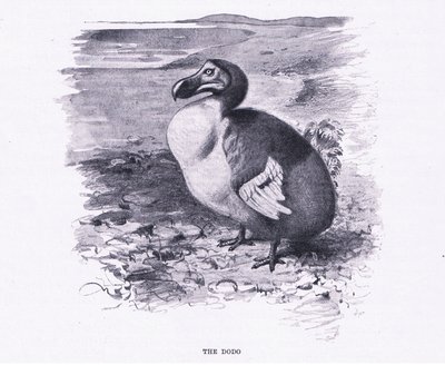 The Dodo, illustration from Wildlife of the World, c.1910 by Wilhelm Kuhnert
