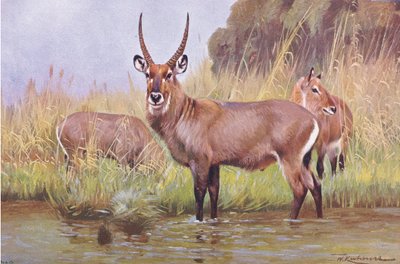Water Buck, illustration from Wildlife of the World, c.1910 by Wilhelm Kuhnert