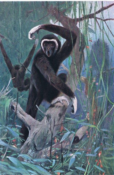 White-Handed Gibbon by Wilhelm Kuhnert