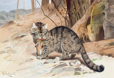 Wildcat, Plate from 