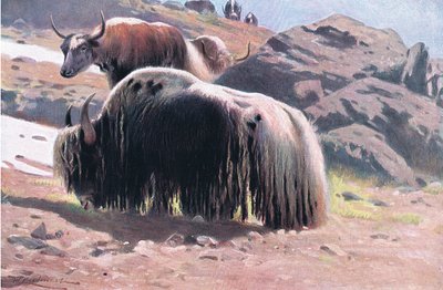 Yak by Wilhelm Kuhnert