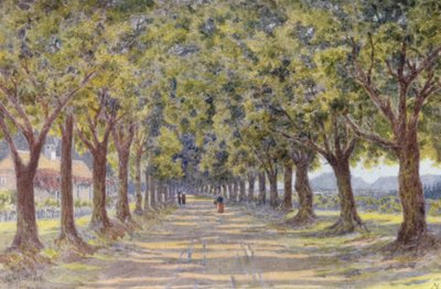 Oak Avenue, Newlands by Wilhelm Westhofen