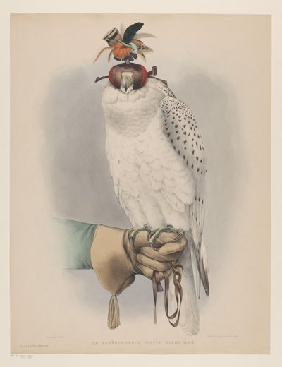 White Greenland Falcon by Willem Bastiaan van Wouw (possibly)
