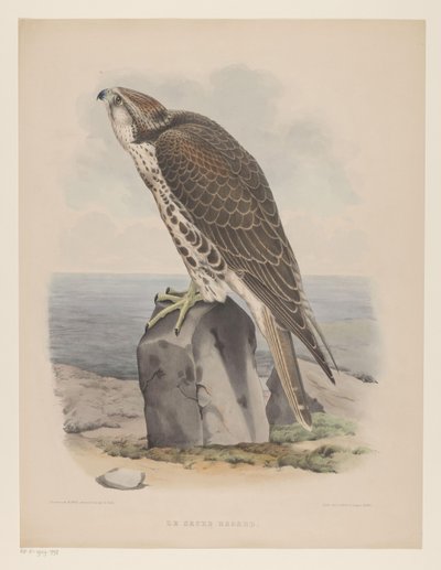 Falcon by Willem Bastiaan van Wouw