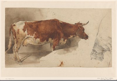 Standing Cow, Facing Right, and Sketch of a Cattle by Willem Carel Nakken