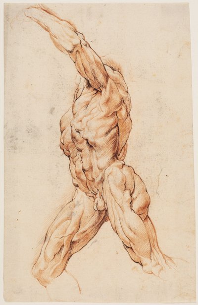 Anatomical Study (écorchés). Walking flayed man turned to the left by Willem Panneels