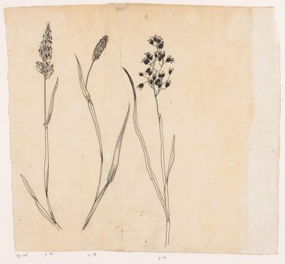 Scented Grass, Timothy Grass, and Sweet Vernal Grass by Willem Wenckebach