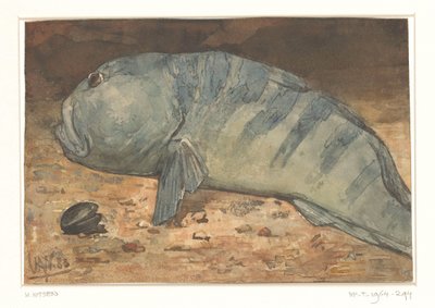 Side View of a Fish by Willem Arnoldus Witsen