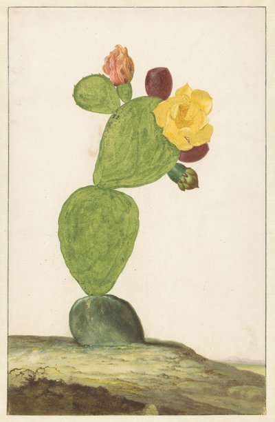 Prickly Pear in Bloom by Willem de Heer
