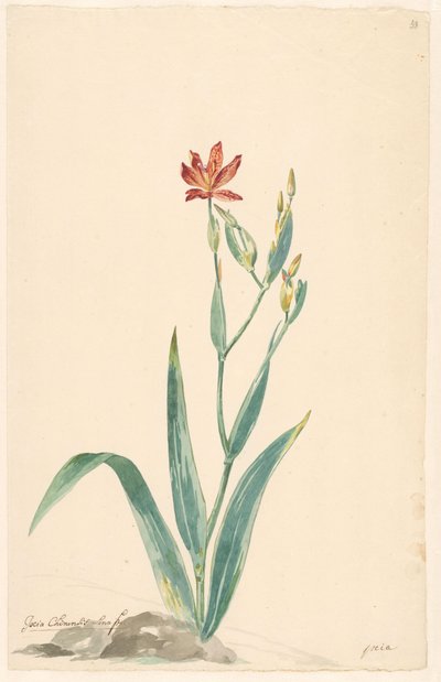Leopard Flower in a Landscape by Willem van Leen (attributed to)