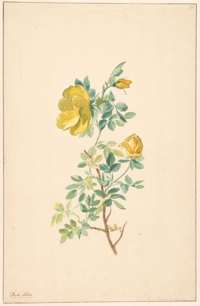 Branch of a Yellow Rose (Rosa Lutea) by Willem van Leen (attributed to)
