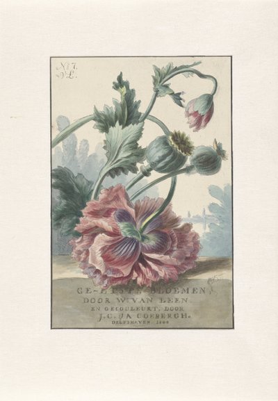 Poppies (Title print for: W. van Leen and J.C. & J.A. Coebergh, Etched Flowers, 1804) by Willem van Leen