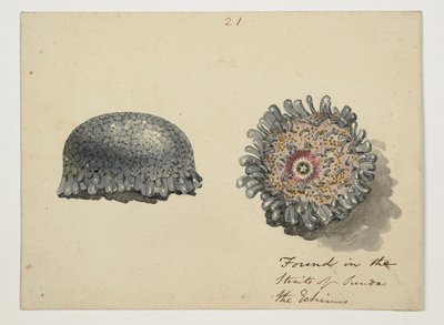 WD 961 f.21 by William Alexander