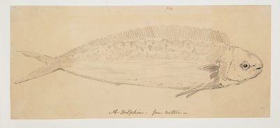 WD 961 f.24 by William Alexander